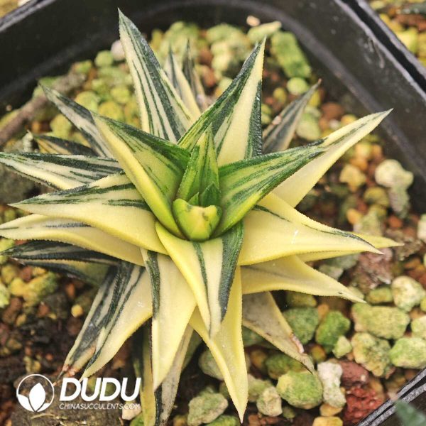 1756129635-1750041193-e201.jpg Haworthia tortuosa cv.Aurea variegated - Image 1