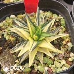 Haworthia tortuosa cv.Aurea variegated - Image 2