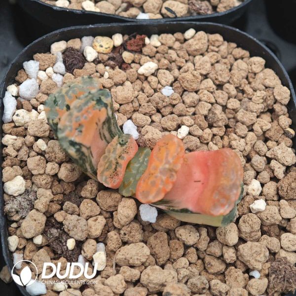 Haworthia truncata bugaku Variegated - Image 1