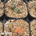 Haworthia truncata bugaku Variegated - Image 2