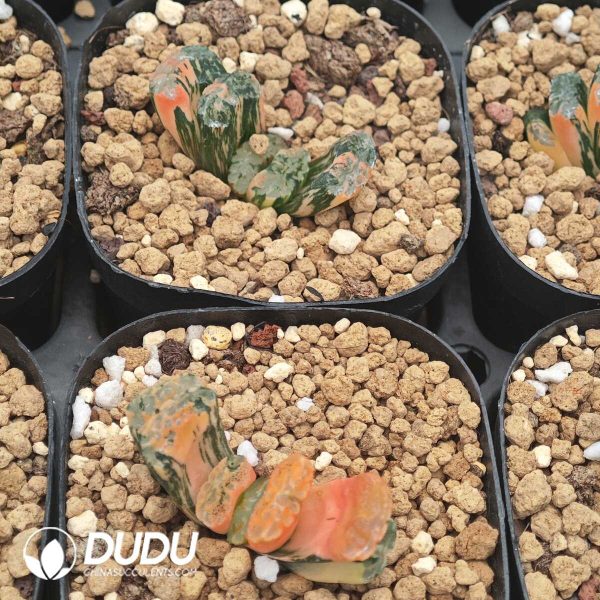 Haworthia truncata bugaku Variegated - Image 2