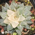 Haworthia 'Kegazato' Variegated