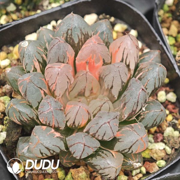 Haworthia cooperi Sunrise Variegated - Image 1