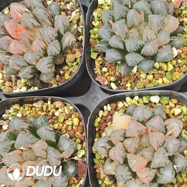 Haworthia cooperi Sunrise Variegated - Image 2