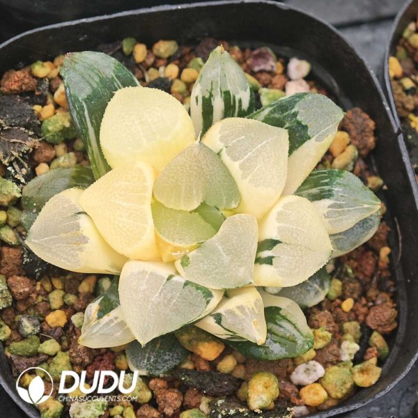 Haworthia Cooperi Variegated - Image 1