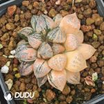 Haworthia picta Variegated
