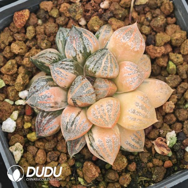 Haworthia picta Variegated - Image 1