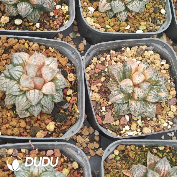 Haworthia picta Variegated - Image 2