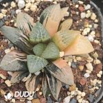 Haworthia From Seed Variegated