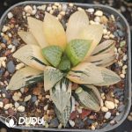 Haworthia From Seed Variegated - Image 2