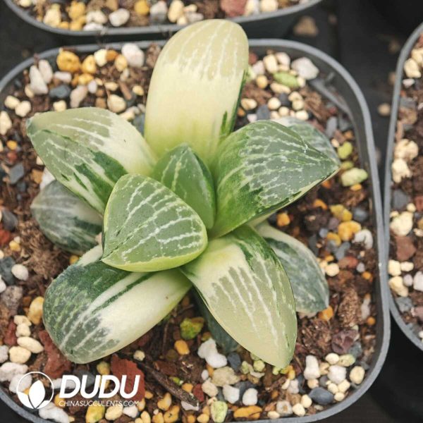 1756129656-1750041243-e201.jpg Haworthia Thai Kangping Variegated - Image 1