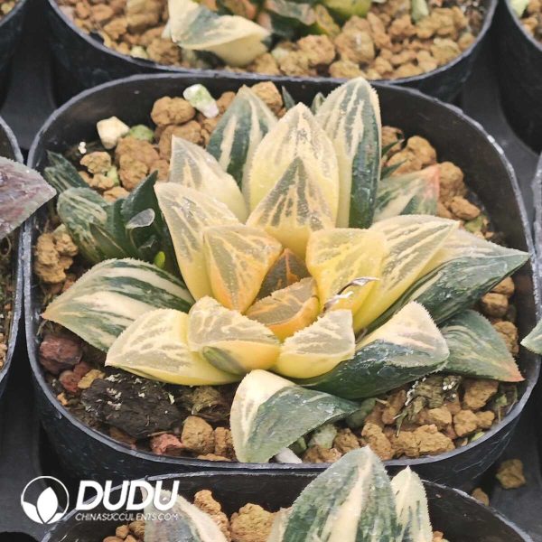 Haworthia Pubescens M.B.Bayer Variegated - Image 1