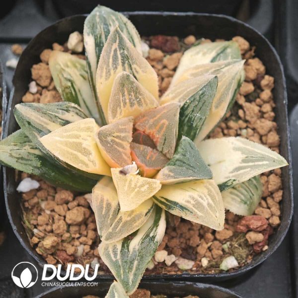 1756129660-1750041257-e201.jpg Haworthia Pubescens M.B.Bayer Variegated - Image 1