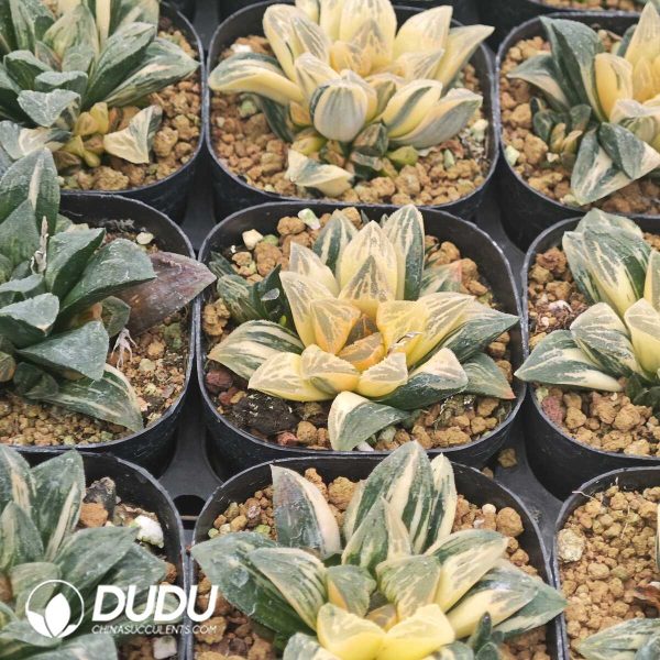 Haworthia Pubescens M.B.Bayer Variegated - Image 2