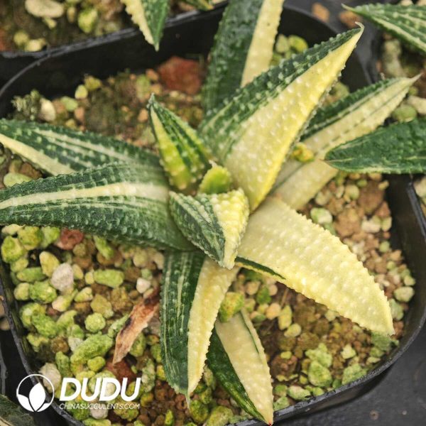 Haworthia Seed-grown Variegated Hard-leaf - Image 1
