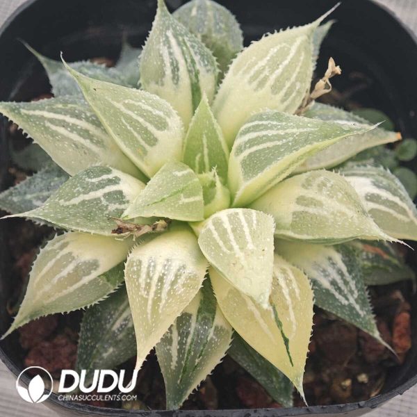 Haworthia White Sands Pattern Variegated - Image 1