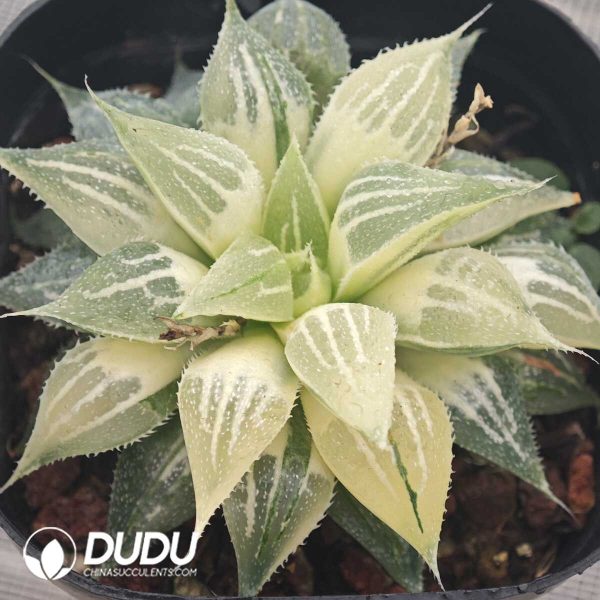 Haworthia White Sands Silky Variegated - Image 1