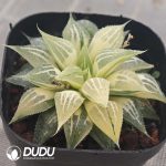 Haworthia White Sands Silky Variegated - Image 2
