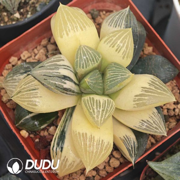 Haworthia Silver Turtle Variegated - Image 1