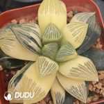 Haworthia Silver Turtle Variegated - Image 2