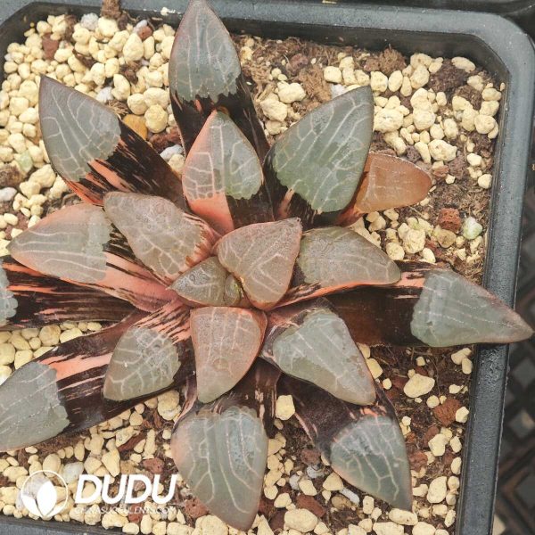 1756129678-1750041302-e201.jpg Haworthia Krichi Variegated - Image 1