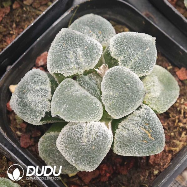 Haworthia Maruha Ice Drill - Image 1