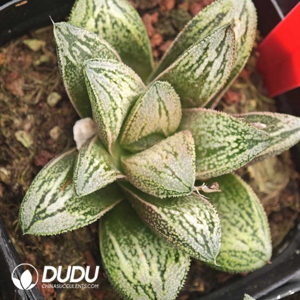 Haworthia White Snake - Image 1