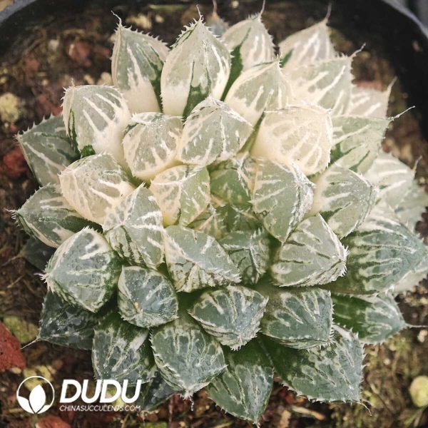 Haworthia Red Rock Variegated - Image 1