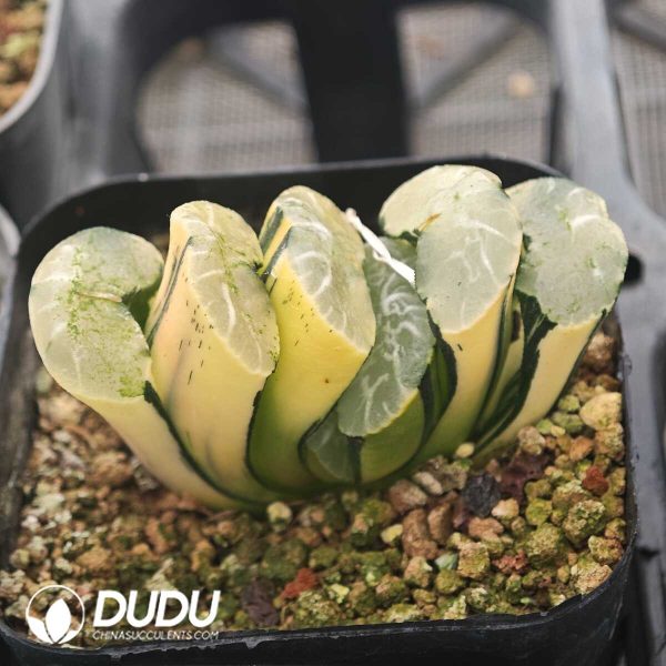 Haworthia Truncata Large Variegated - Image 1