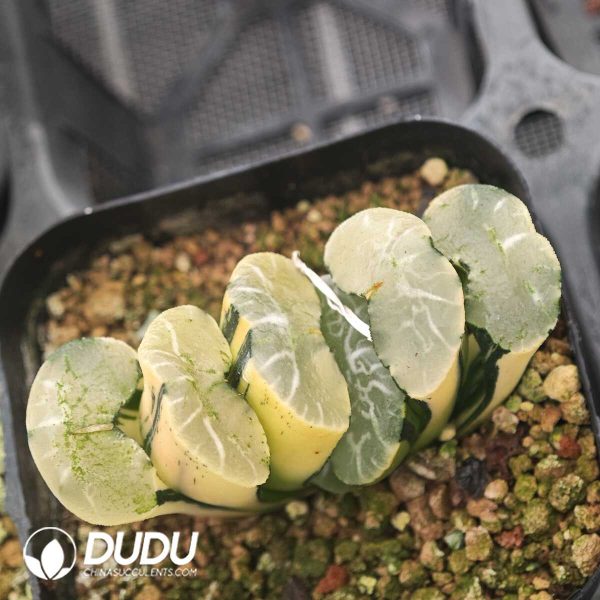 Haworthia Truncata Large Variegated - Image 2