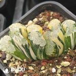 Haworthia Truncata 'Hokusai' Var. Striata (large)