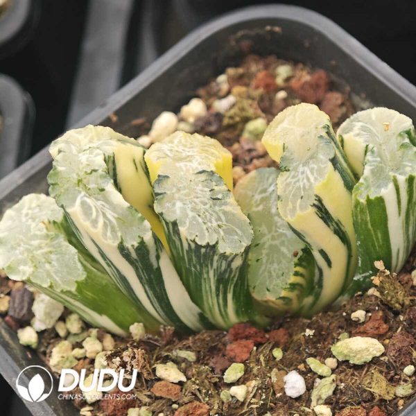 Haworthia Truncata 'Hokusai' Var. Striata (large) - Image 1