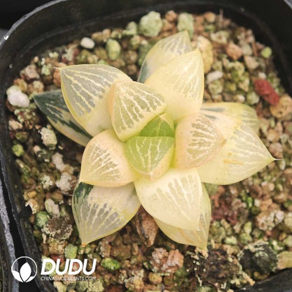 Haworthia Fuji Variegated - Image 1