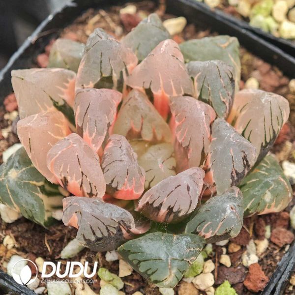 Haworthia Black Cooperi Silky Variegated - Image 1