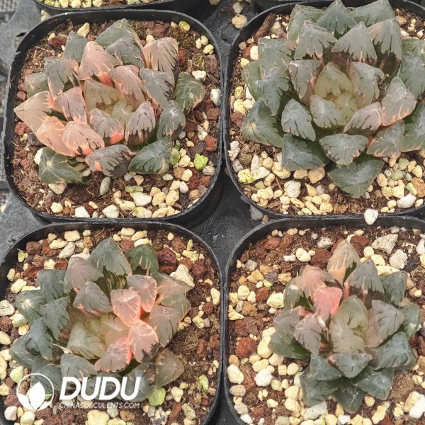 Haworthia Black Cooperi Weak Variegated - Image 1
