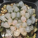 Haworthia OH Variegated