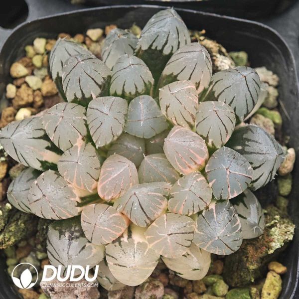 Haworthia OH Variegated - Image 1