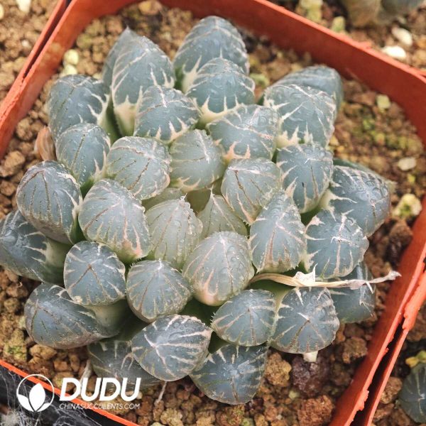 Haworthia Neon Light Variegated - Image 1