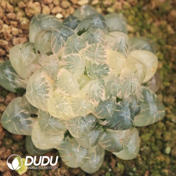 Haworthia Cooperi Var. Truncata - Image 1