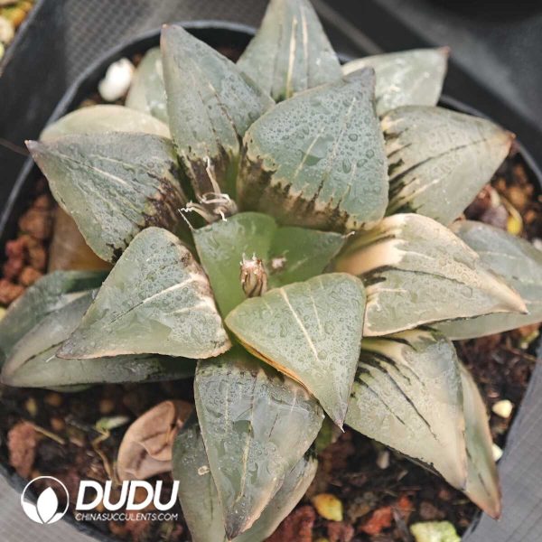 Haworthia Magnifica Silky Variegated - Image 1