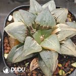 Haworthia Magnifica Silky Variegated - Image 2