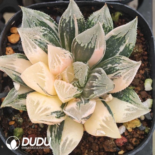Haworthia Variegated From Seed - Image 1
