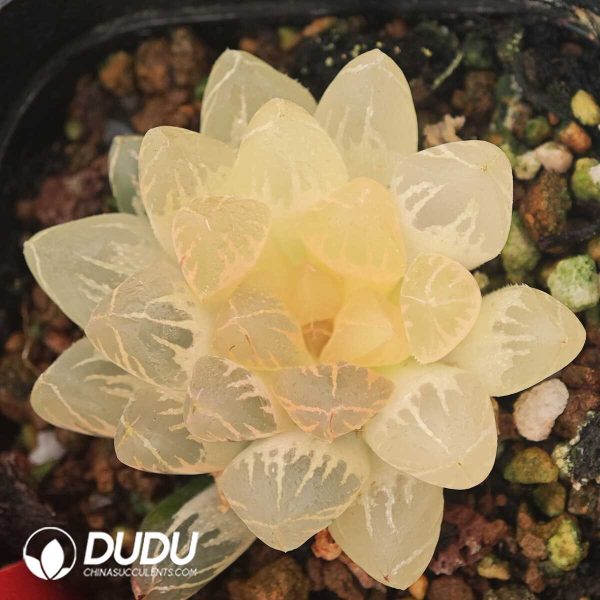 Haworthia Sunrise Full Variegated - Image 1