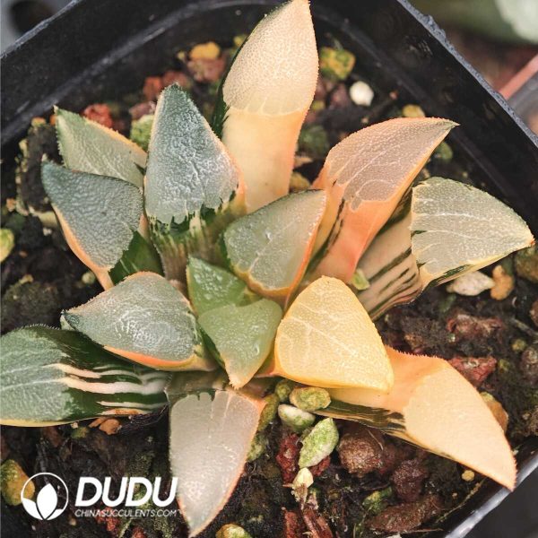 Haworthia Red Maple Ke Variegated - Image 1