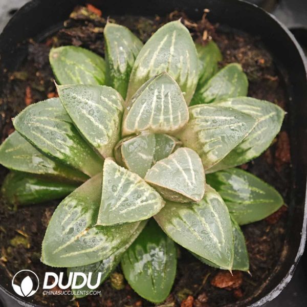 Haworthia Spray Paint of Mist - Image 1