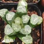 Haworthia Duolangge