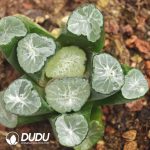 Haworthia Duolangge - Image 2