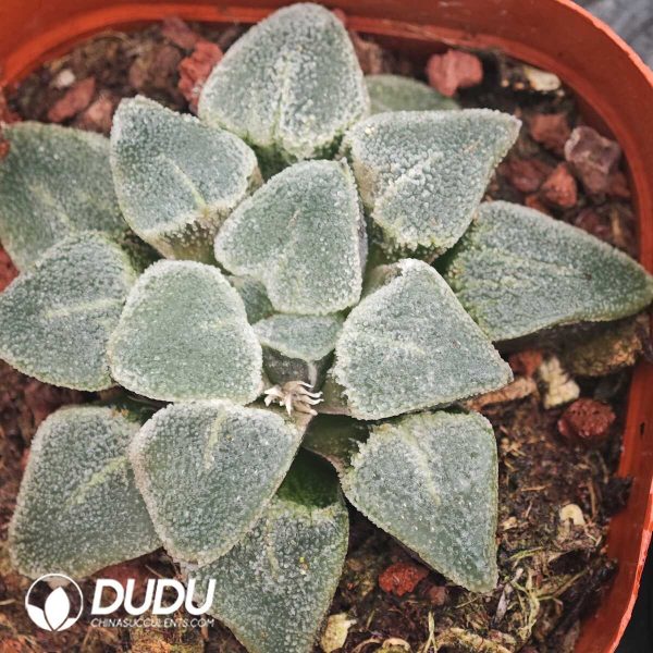 Haworthia Ice Diamond - Image 1
