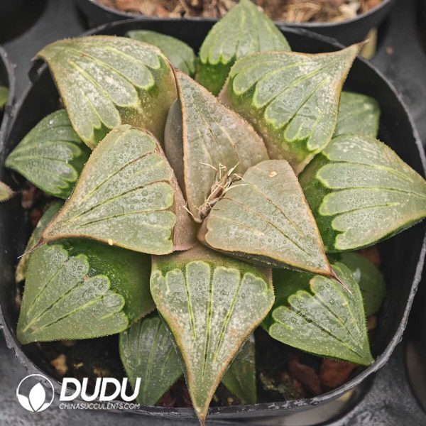 Haworthia Meifeng - Image 1