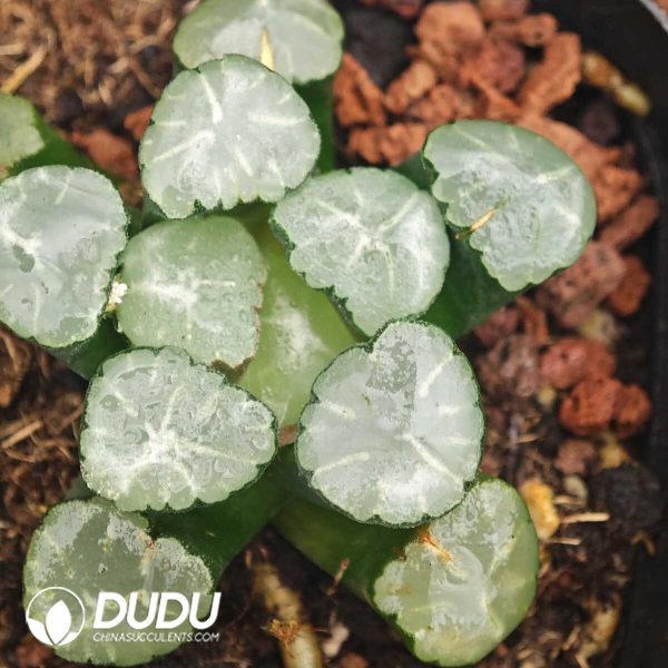 Haworthia Mirage - Image 1